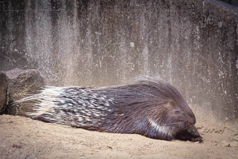 日向でまどろむアフリカタテガミヤマアラシの写真