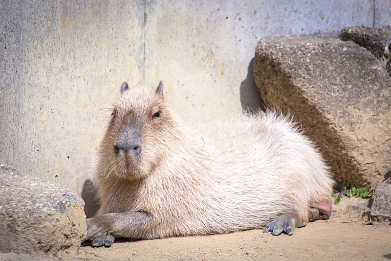 まったりと日向ぼっこ中のカピバラの写真