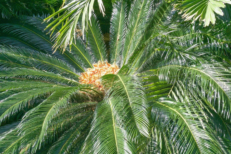 花を咲かせる蘇鉄の雌株の写真