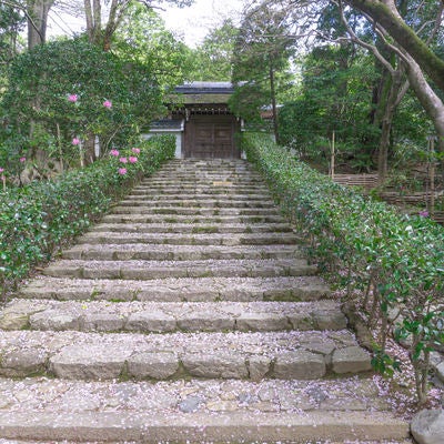 桜の花びらが散る小さな門へと続く石段の写真