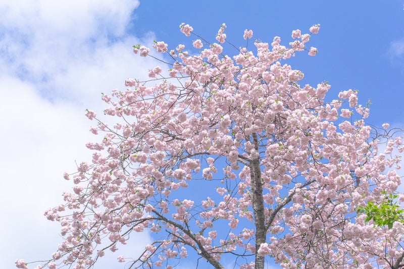 球形に集まって咲く姿が可愛らしい手毬桜の写真