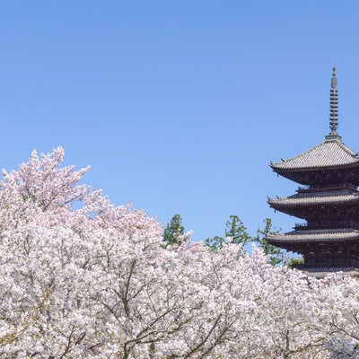 青空を背景にまるで雲のように広がる御室桜と五重塔の写真