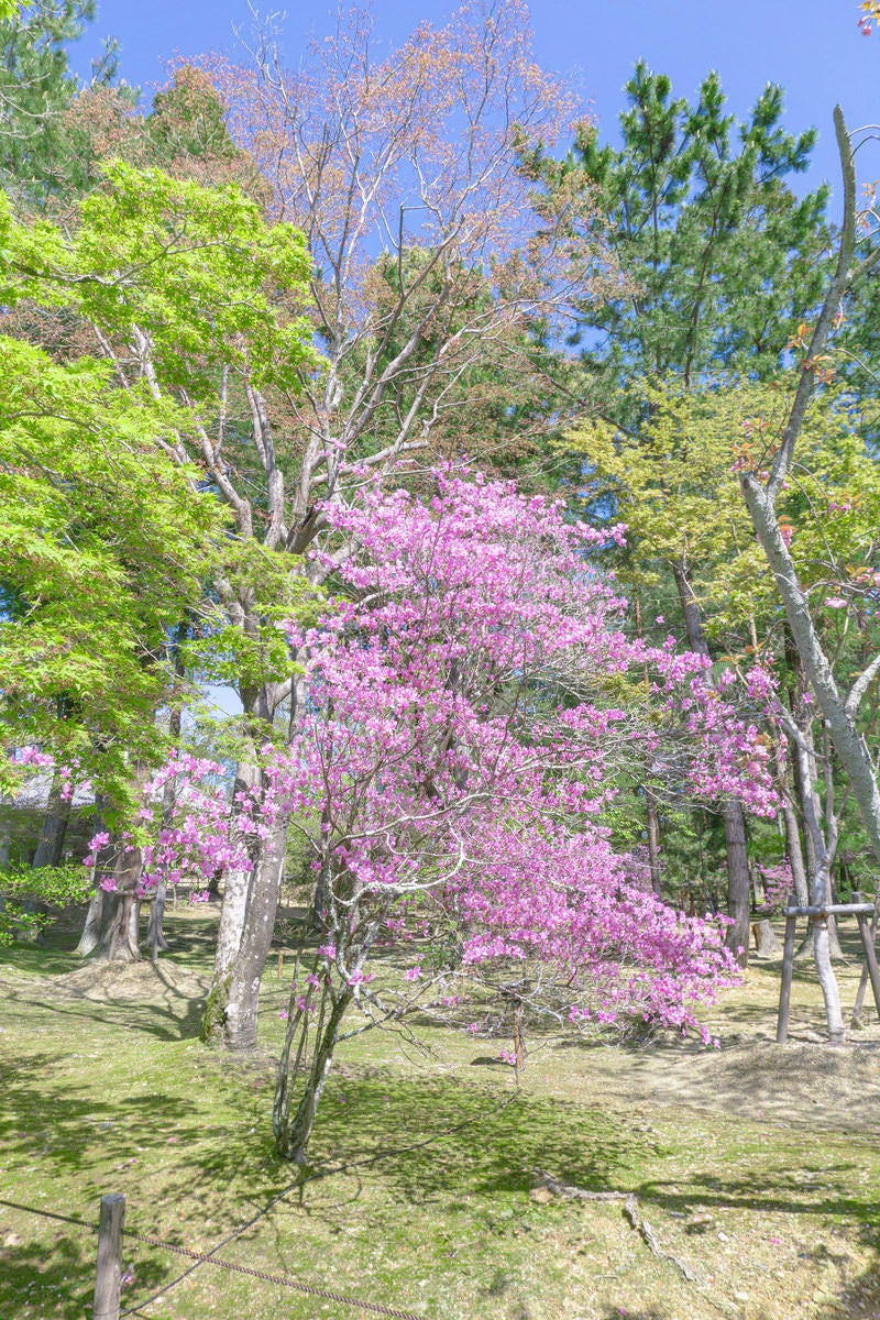 境内を彩るミツバツツジの写真