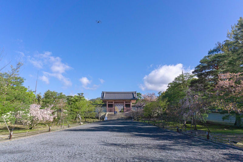 中門へと続く朝の仁和寺参道と空に舞う撮影用のドローンの写真