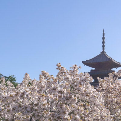 朝の光の中の御室桜と五重塔の写真