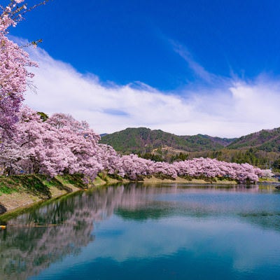 小さな島が浮かぶ池の畔を満開の桜が縁どるの写真