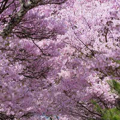 重なり合う満開の桜の写真