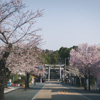 満開の桜の犬山城下町の朝の写真