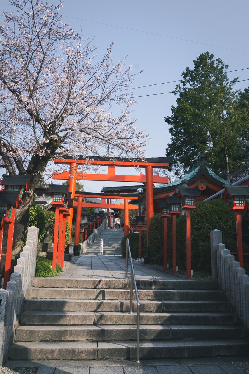 犬山城への近道になる三光稲荷神社の朱色の鳥居と咲き始めの桜の写真