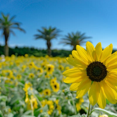 太陽の光に花びらを透かして見せるひまわりの写真