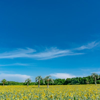 青い空と黄色い絨毯が広がる夏の景色の写真