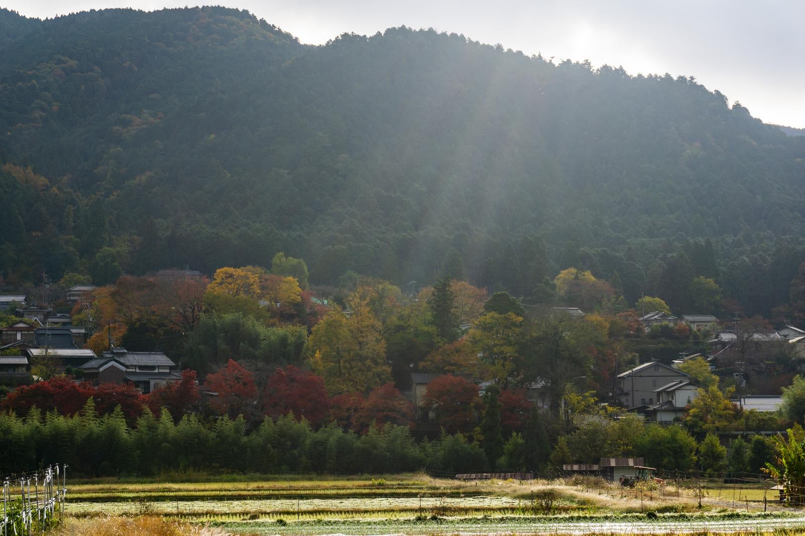 「朝の光が降り注ぐ紅葉に彩られた大原の里」の写真