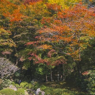 寂光院本堂東にある秋の装い華やかな「四方正面の池」の写真