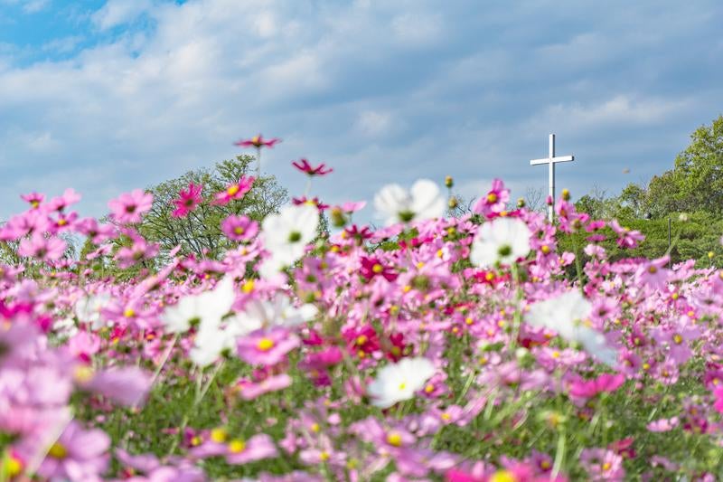 満開のコスモス園の向こうに見える十字架の写真