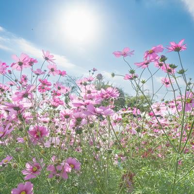 満開のコスモスと共に見上げる空の写真