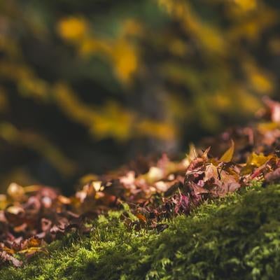 苔の絨毯に降り積もる落ち葉の写真