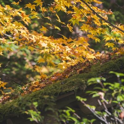 苔むした屋根に散り落ちた落ち葉の写真