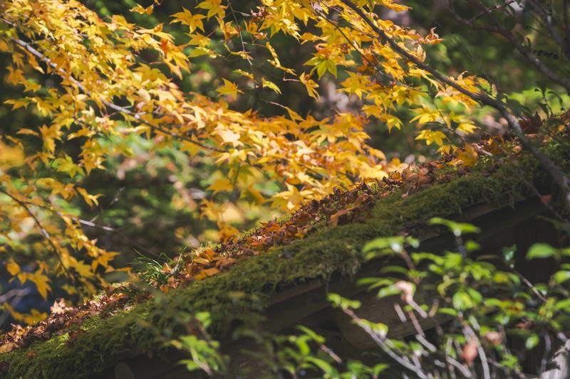 苔むした屋根に散り落ちた落ち葉の写真