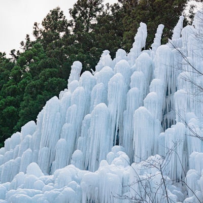 巨大な氷柱の群れが林を背景に立ち並ぶ（湧水公園）の写真