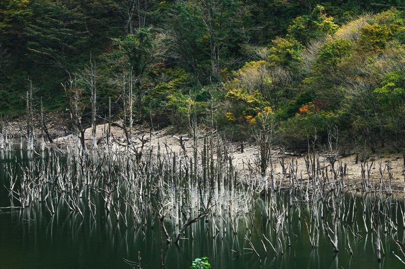 湖面にリフレクションして立ち並ぶ立ち枯れた木々と徳山湖の様子の写真