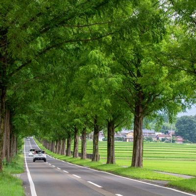 緑濃き並木道を走りすぎる車の写真