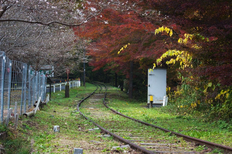 廃線を囲む紅葉と秋に咲く四季桜の写真