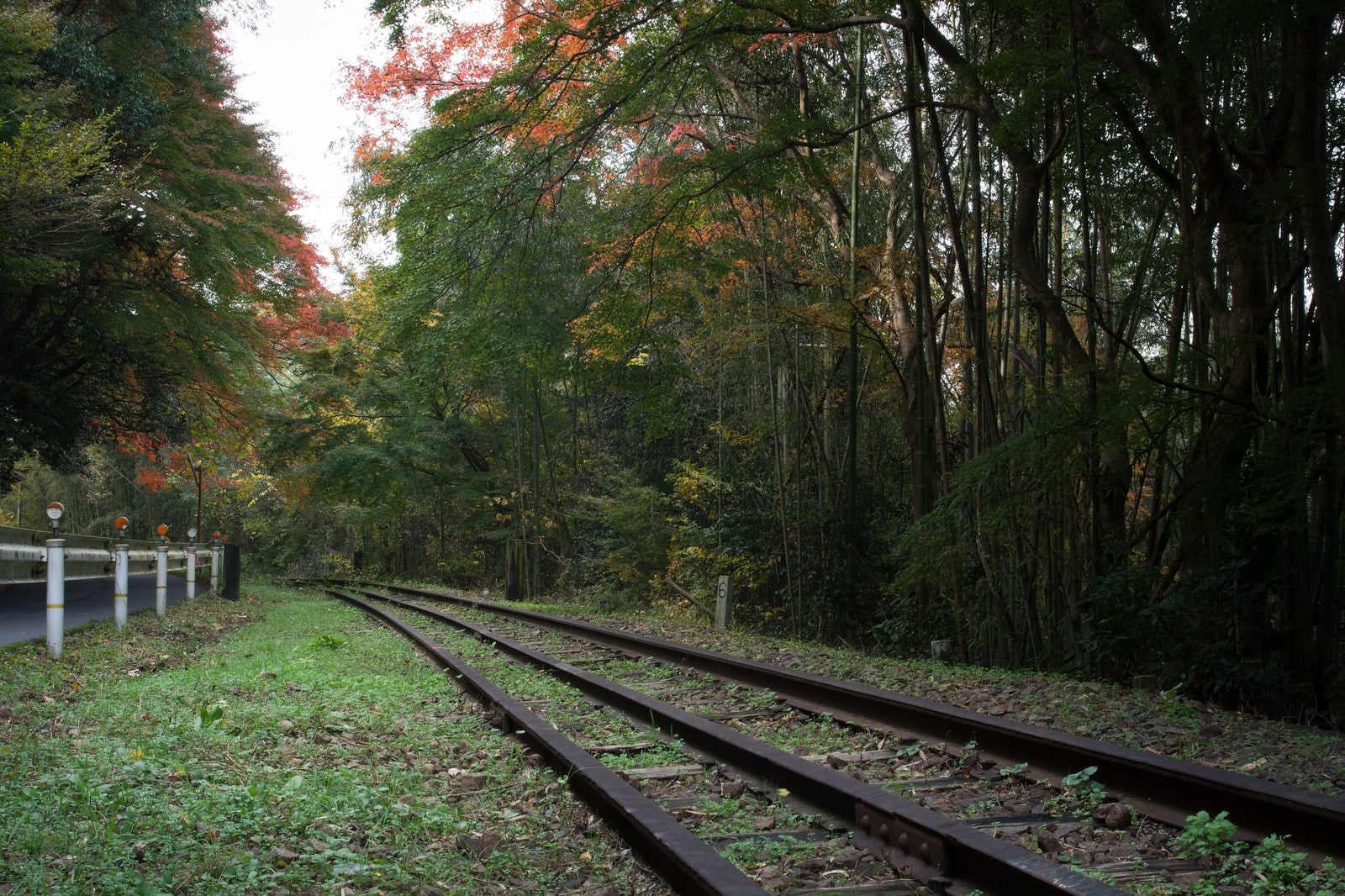 「紅葉の中へ続く廃線」の写真