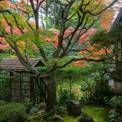 秋の装いに彩られた桂春院「侘（わび）の庭」の写真