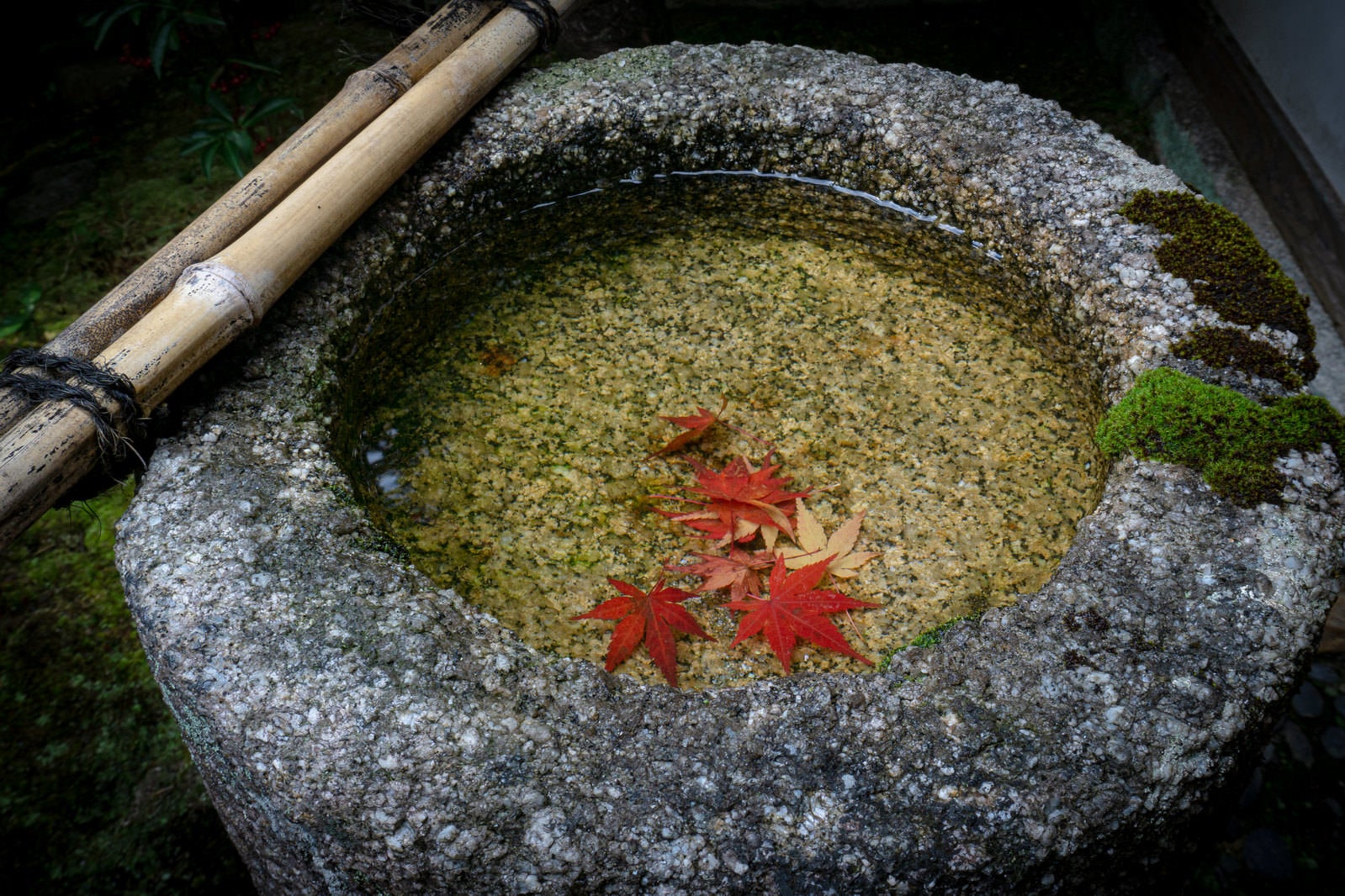 「つくばいに散り落ちた紅葉」の写真