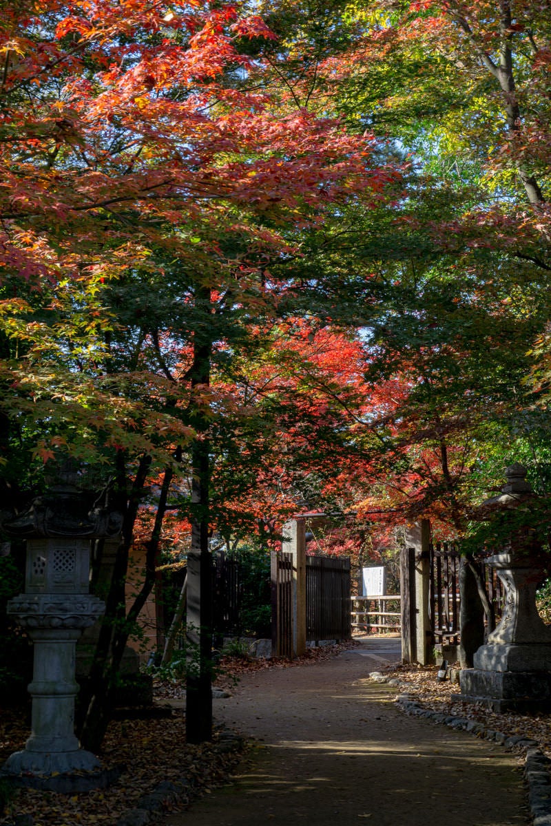 紅葉と青もみじの時期のみ解放される北野天満宮御土居のもみじ苑へ向かう道の写真