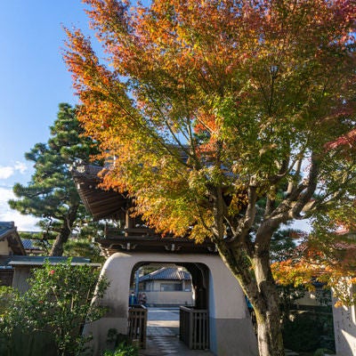 境内から見る山門と色づき始めた紅葉の脇に建つ阿波野青畝の句碑の写真