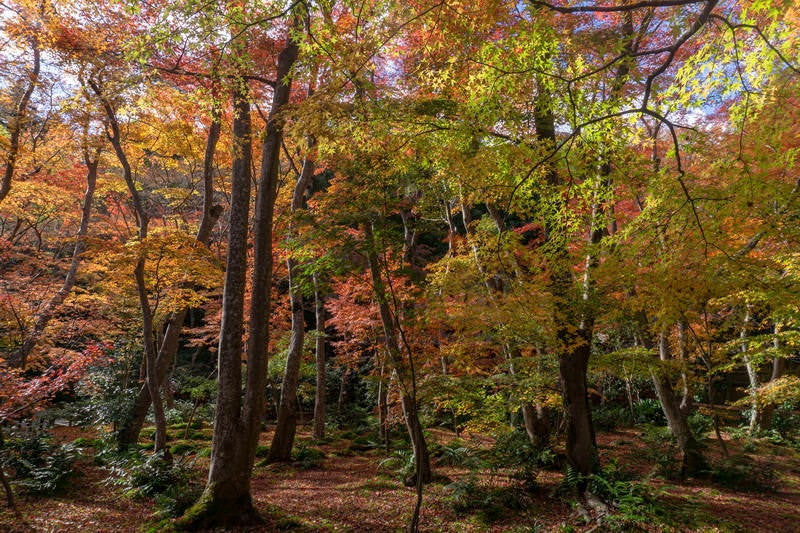 日の光に色づいた葉を輝かせる木々の写真