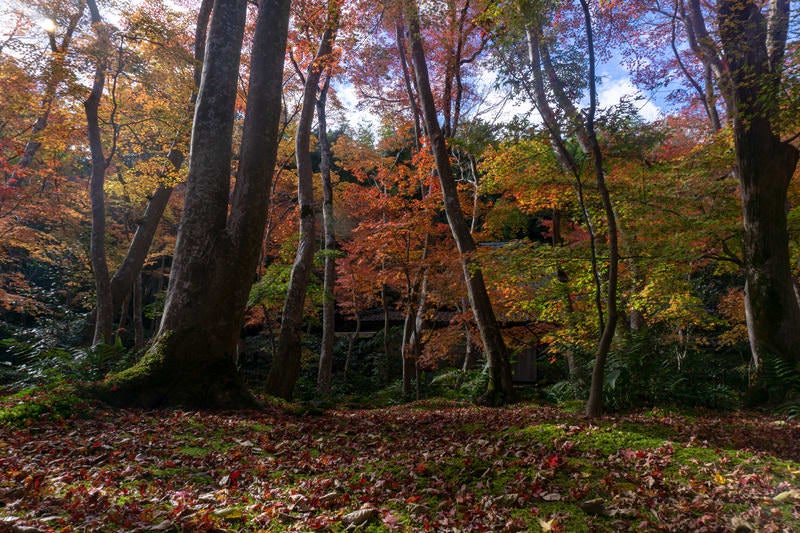 紅葉した木々の向うにひっそりと佇む草庵の写真