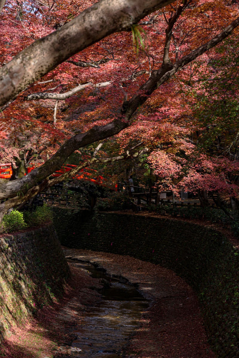 御土居のもみじ苑を流れる紙屋川と紅葉の合間に見えるそこにかかる鶯橋の写真