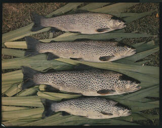 Four fish lying on leaves