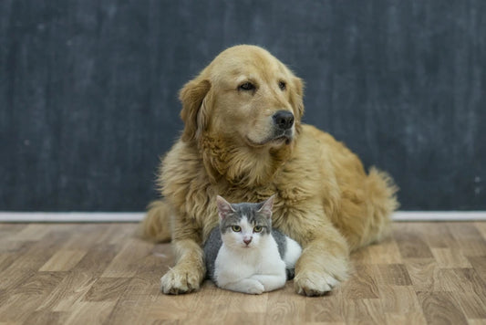 A dog and cat sit side by side on the floor, showcasing their companionship and harmony in a cozy environment. Why Omega-3 Fatty Acids Are Essential for Your Pet’s Health  by venttua bioceuticals