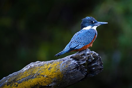 Kingfisher