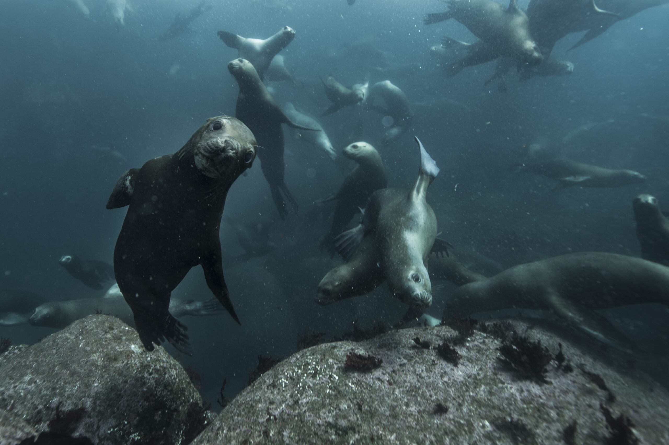 Chile sea lions under water