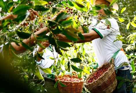 farmer harvests coffee beans