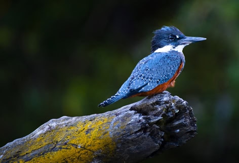 kingfisher