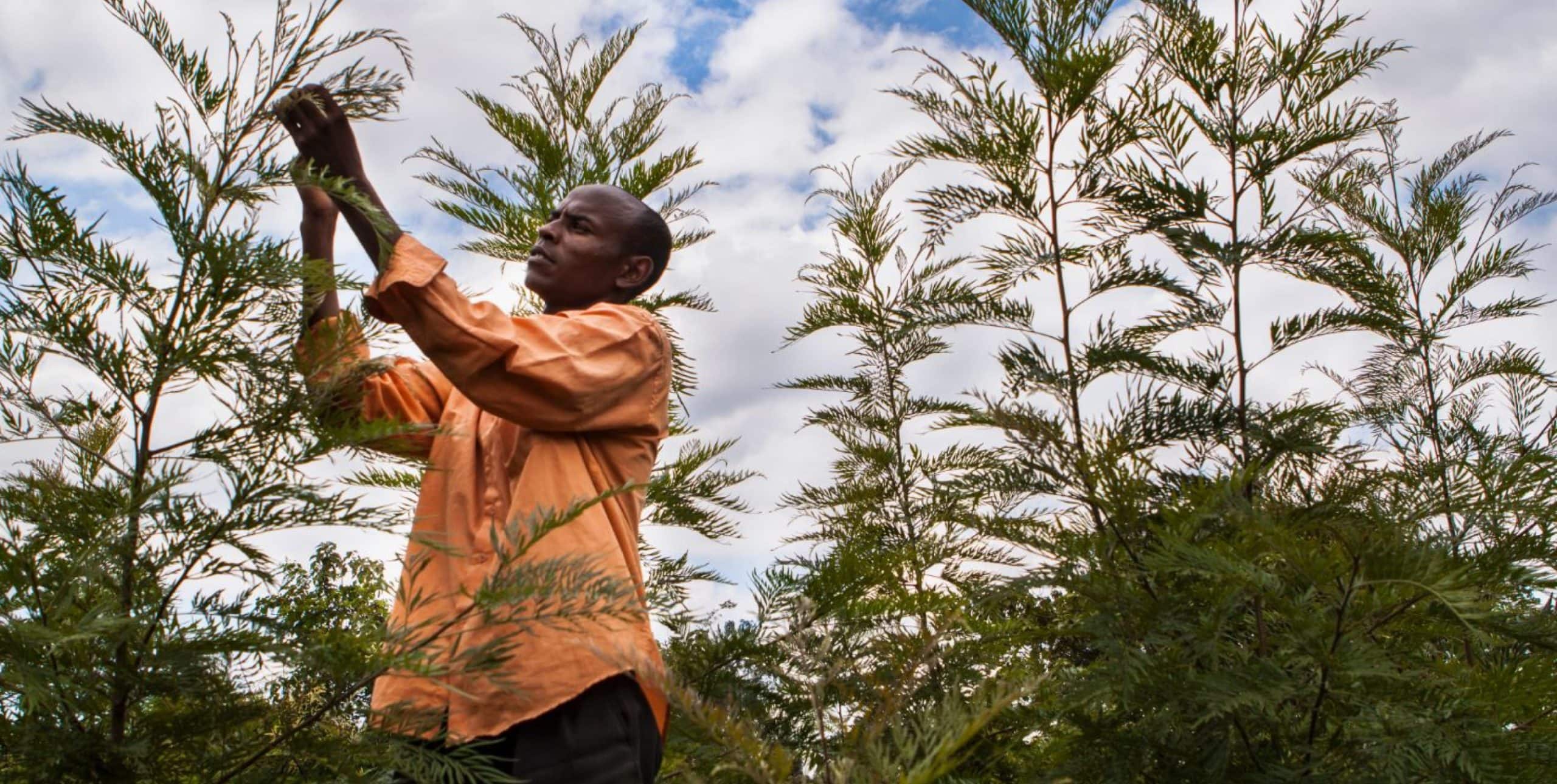 man in orange shirt checks a plant