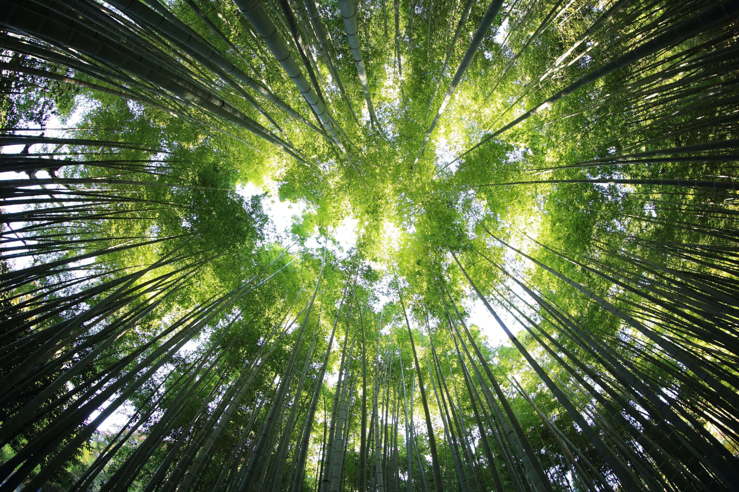 A low-angle shot of a canopy of bamboos.