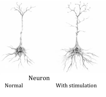 Neuroplastizität bedeutet die Fähigkeit des Gehirns Punkte zu verbinden, zu stärken