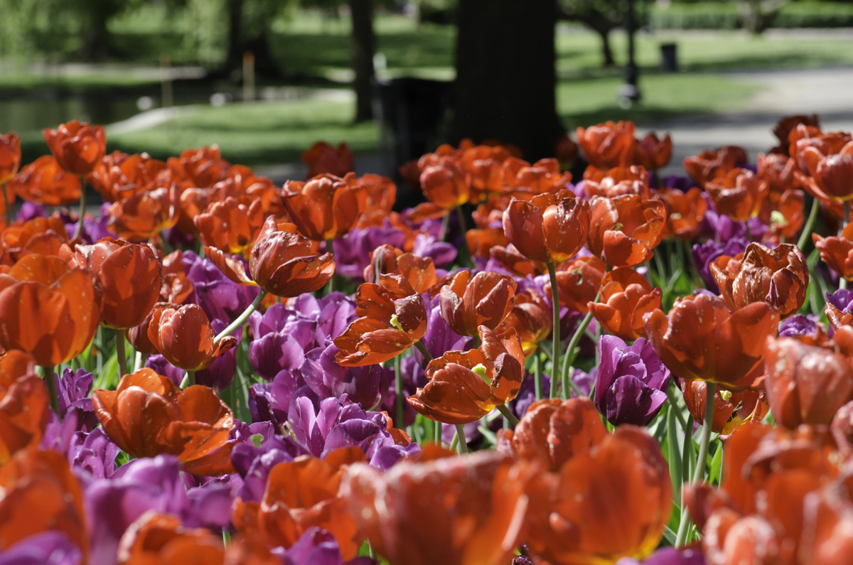 Lots of red flowers in the ProPhoto color space