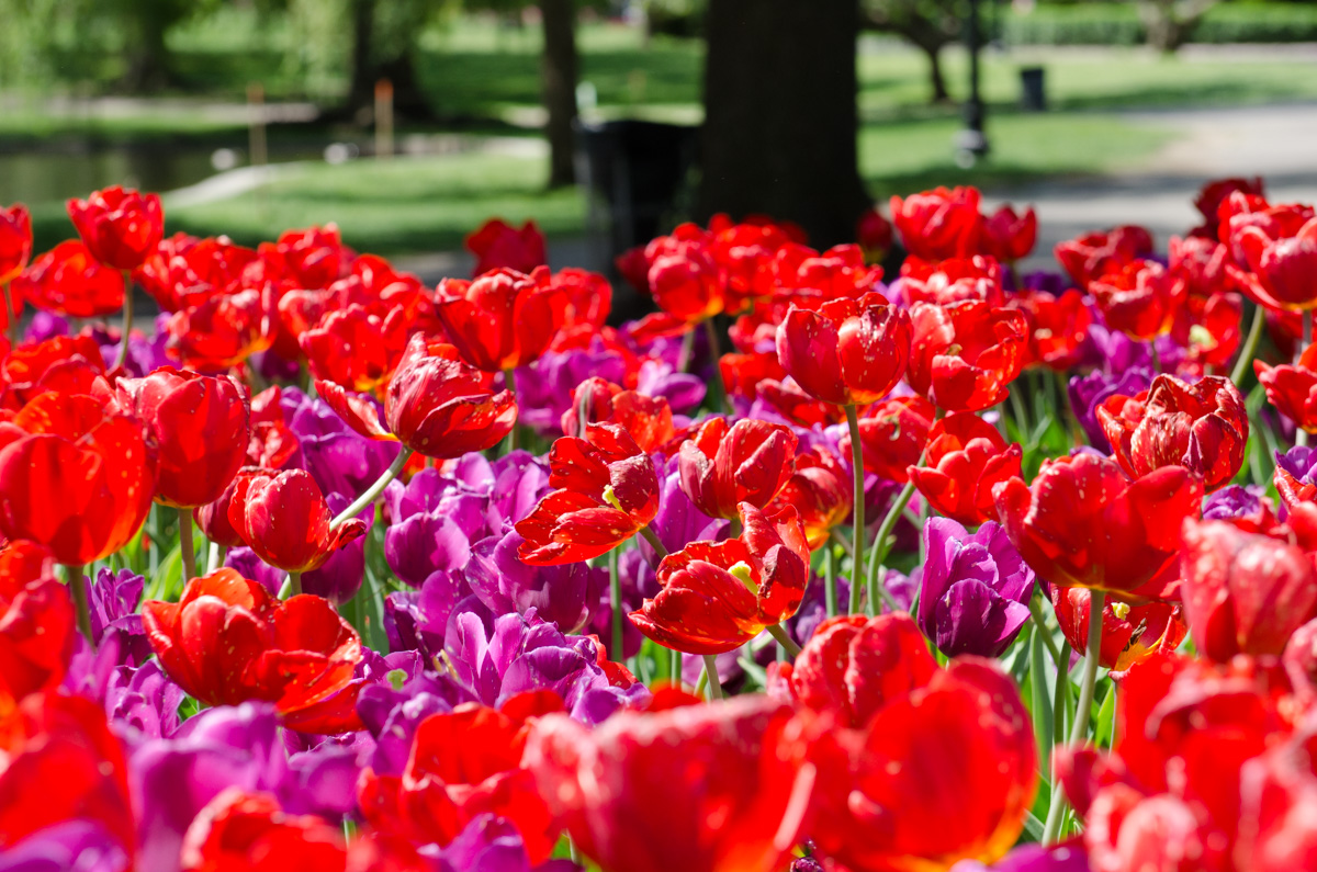 Lots of red flowers