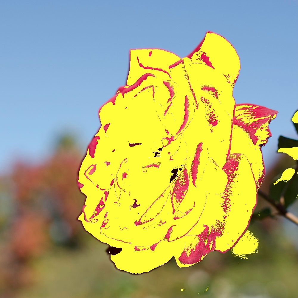 A red rose showing which parts are outside of the sRGB gamut