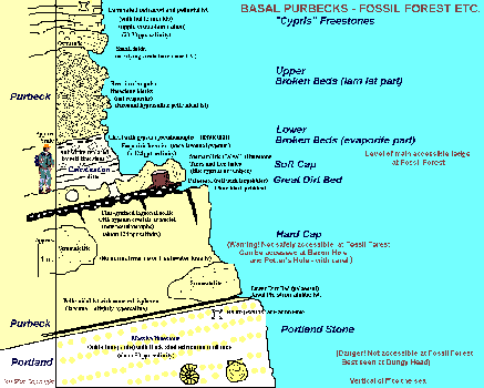 Basal Purbeck at Fossil Forest