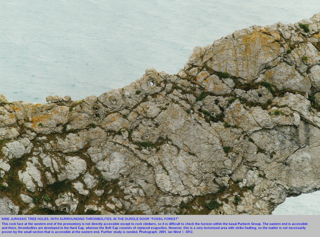 Tree holes in thrombolites of the Soft Cap at Durdle Door, near Lulworth Cove, Dorset, a western extension of the Fossil Forest