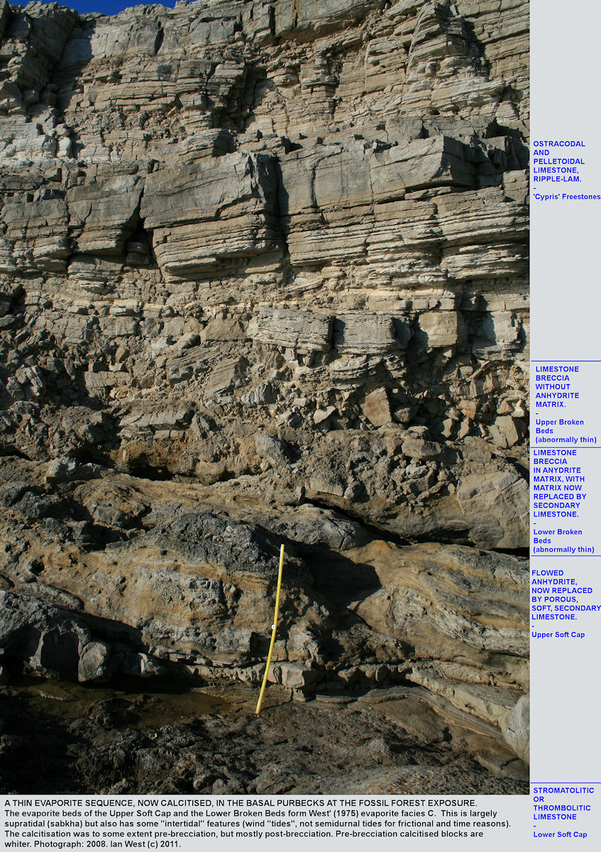 Anhydrite which has flowed during tectonic brecciation of the Broken Beds, and then has been calcitised, basal Purbeck Formation at the Fossil Forest ledge, east of Lulworth Cove, Dorset