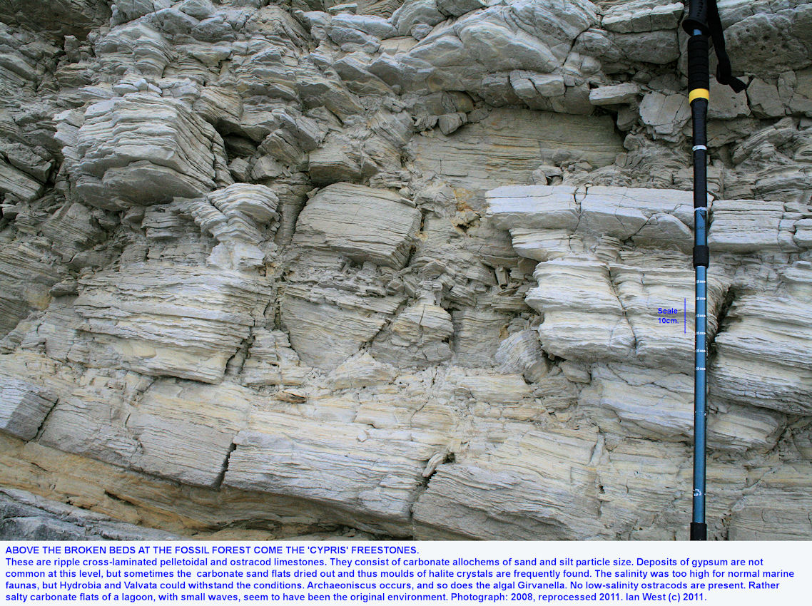 Fossil Forest ledge, east of Lulworth Cove, Dorset